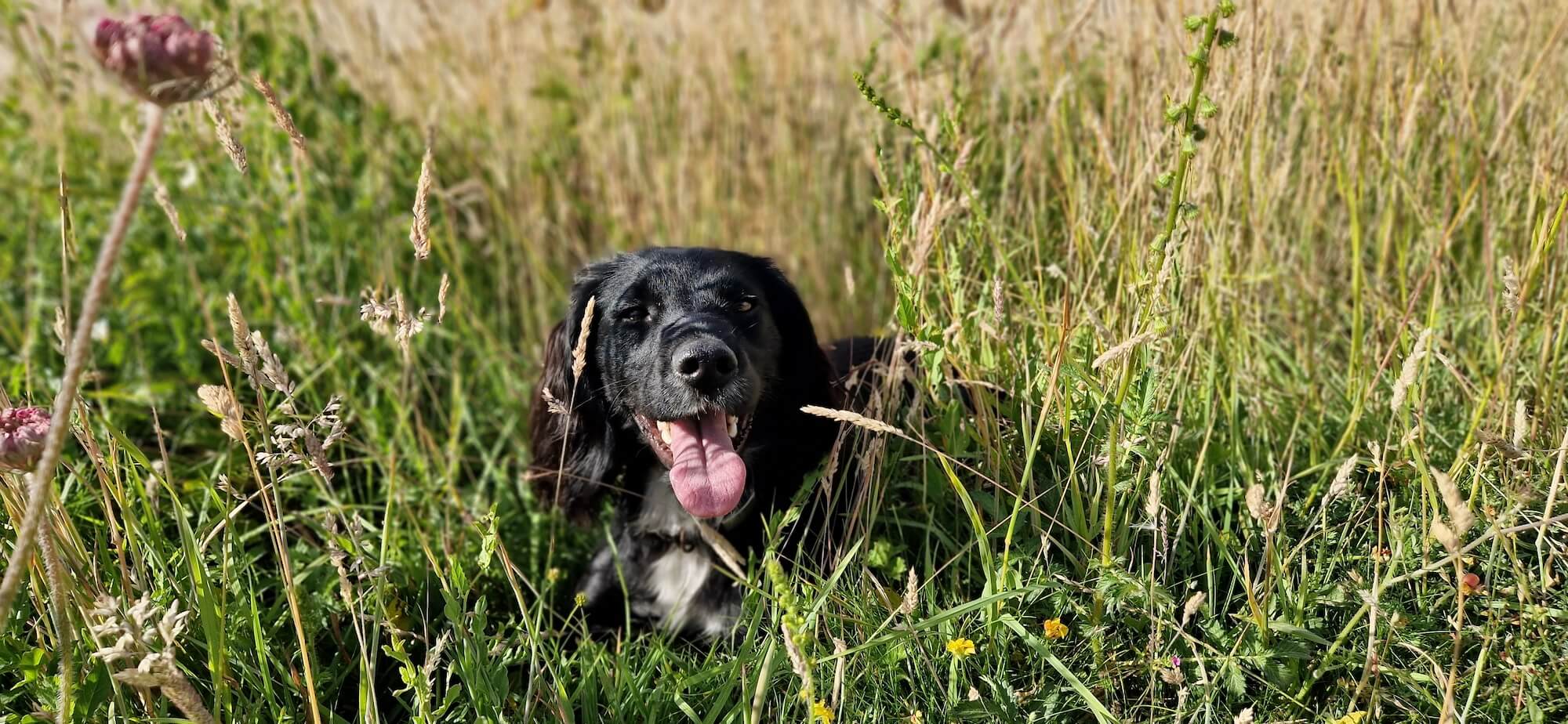 A dog lying in tall grass. What can we learn from dogs?